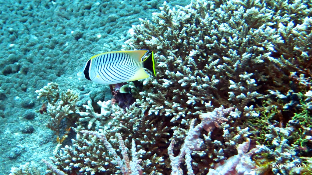 Chevron butterflyfish diving Nusa Lembongan at Bali Indonesia by Diveplanit