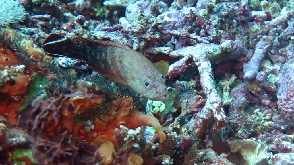 Black tipped grouper - a fish that looks like it lacks IQ diving Nusa Lembongan at Bali Indonesia by Diveplanit