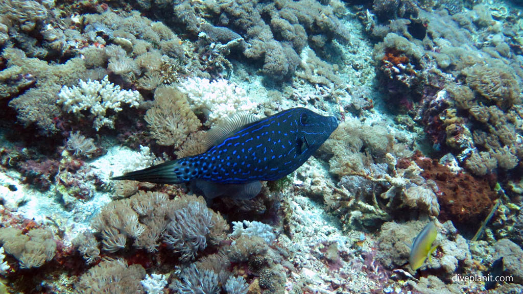 Blue lined filefish diving Lembongan at Nusa Lembongan Bali Indonesia by Diveplanit