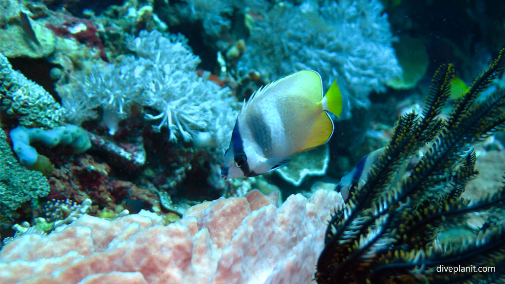 A young Kleins Butterflyfish diving Lembongan at Nusa Lembongan Bali Indonesia by Diveplanit