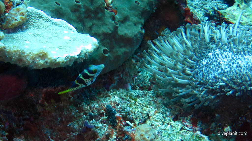Mimic Filefish diving Lembongan at Nusa Lembongan Bali Indonesia by Diveplanit