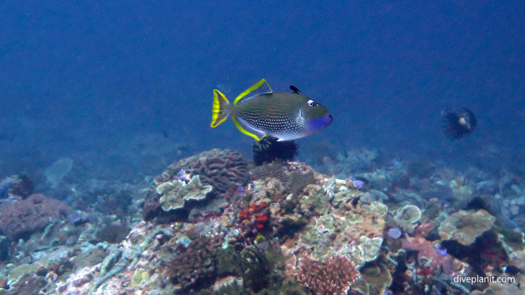 Gilded trigger diving Lembongan at Nusa Lembongan Bali Indonesia by Diveplanit