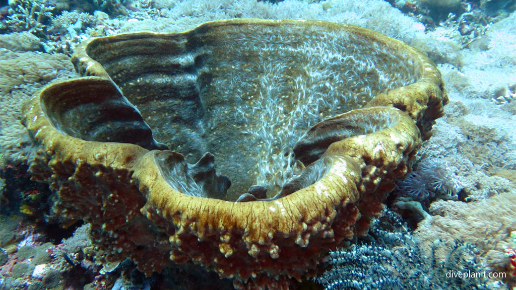 People spend years in a Ceramics class diving Lembongan at Nusa Lembongan Bali Indonesia by Diveplanit