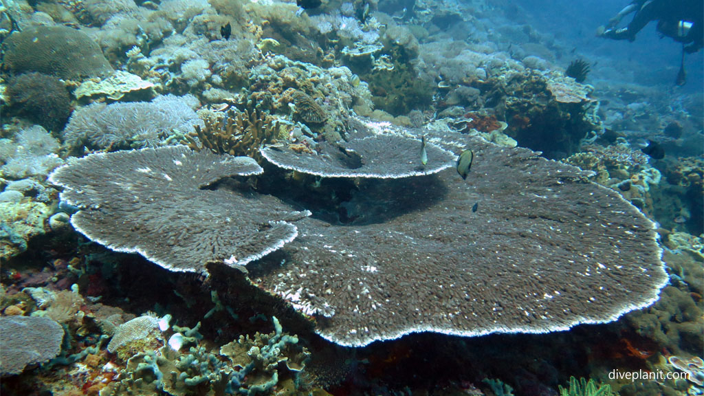 Pristine acropora diving Lembongan at Nusa Lembongan Bali Indonesia by Diveplanit