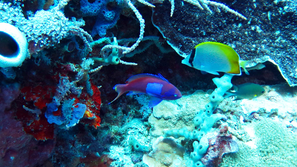 Blue Square Anthias diving Lembongan at Nusa Lembongan Bali Indonesia by Diveplanit