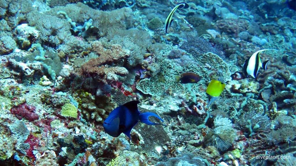 Red tooth trigger diving Lembongan at Nusa Lembongan Bali Indonesia by Diveplanit