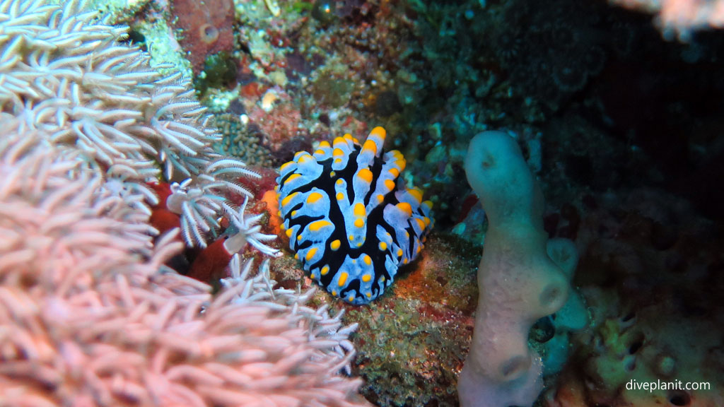 Phyllidia Varicosa diving Lembongan at Nusa Lembongan Bali Indonesia by Diveplanit