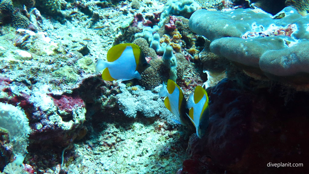 Pyramid butterflyfish diving Lembongan at Nusa Lembongan Bali Indonesia by Diveplanit