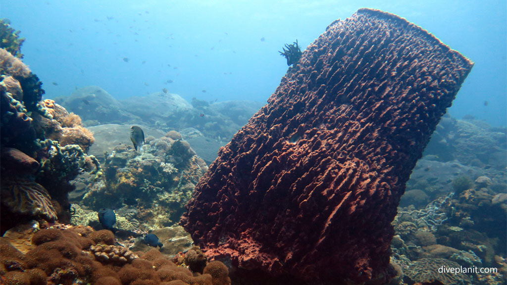 Coral vase looking like a tree stump diving Lembongan at Nusa Lembongan Bali Indonesia by Diveplanit