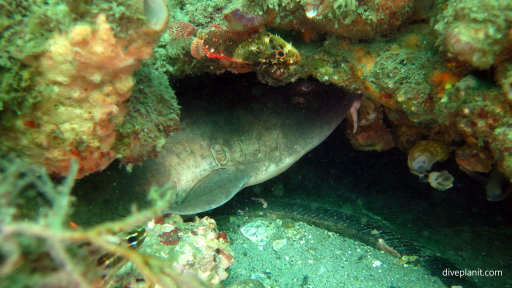 Blind shark resting inside the tyre at Pipeline dive site diving Nelson Bay NSW Australia by Diveplanit