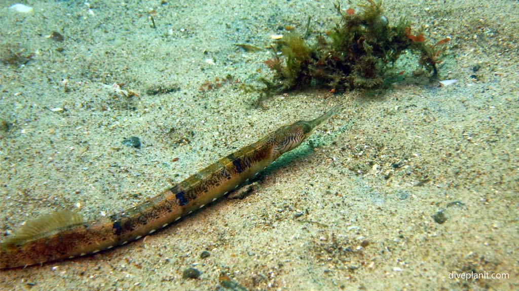 Pipefish at Pipeline dive site diving Nelson Bay NSW Australia by Diveplanit
