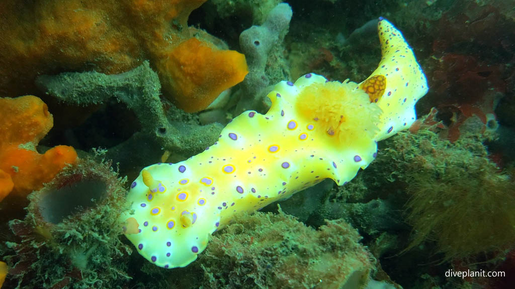 Nudi yellow with blue spots at Pipeline dive site diving Nelson Bay NSW Australia by Diveplanit