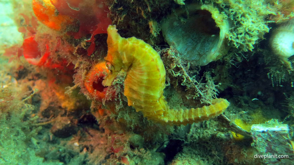 Seahorse at Pipeline dive site diving Nelson Bay NSW Australia by Diveplanit
