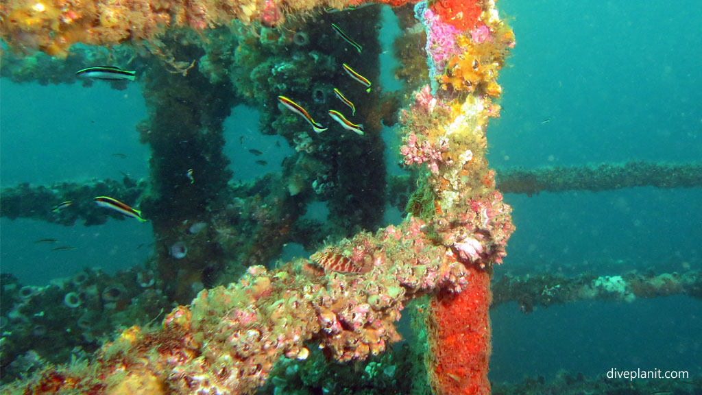 Hawkfish on the rails diving Ex HMAS Adelaide with Terrigal Dive at Terrigal NSW Australia by Diveplanit