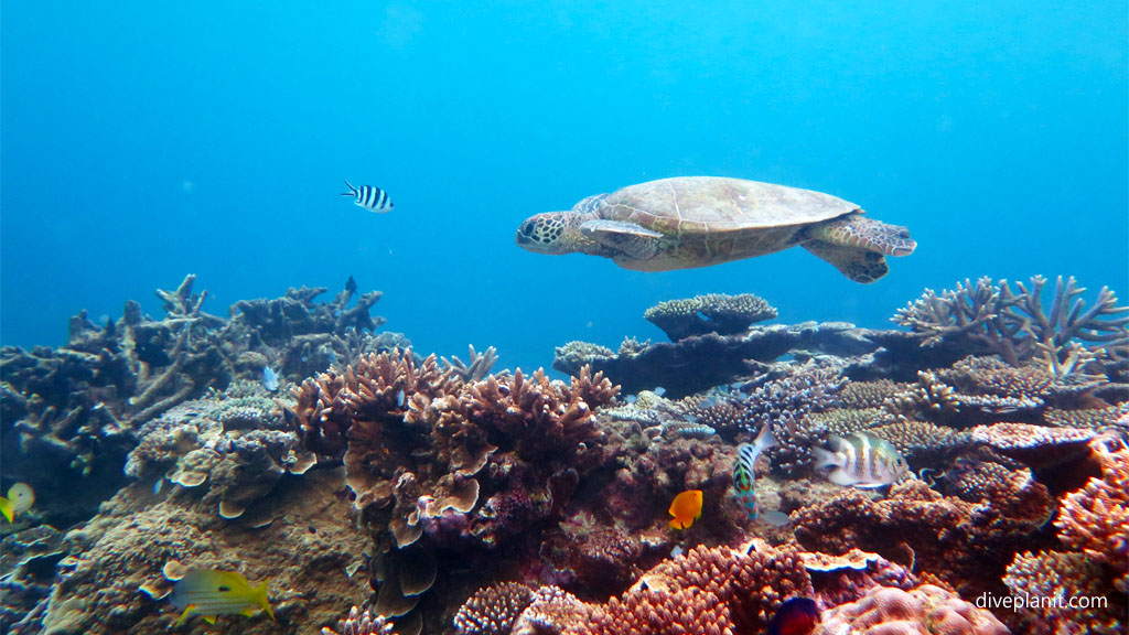 What are the Best Diving Places on our Great Barrier Reef? Turtle skims the reef at Lighthouse diving Lady Elliot Island on the southern Great Barrier Reef Diveplanit Blog