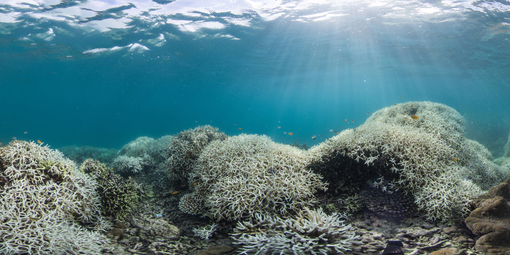 Coral-Bleaching-at-Lizard-Island Catlin Seaview Survey