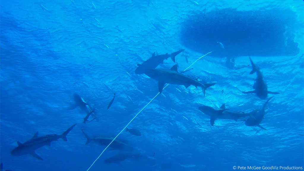 Circling sharks at Osprey Reef diving the Great Barrier Reef Coral Sea by Pete McGee, GoodViz Productions