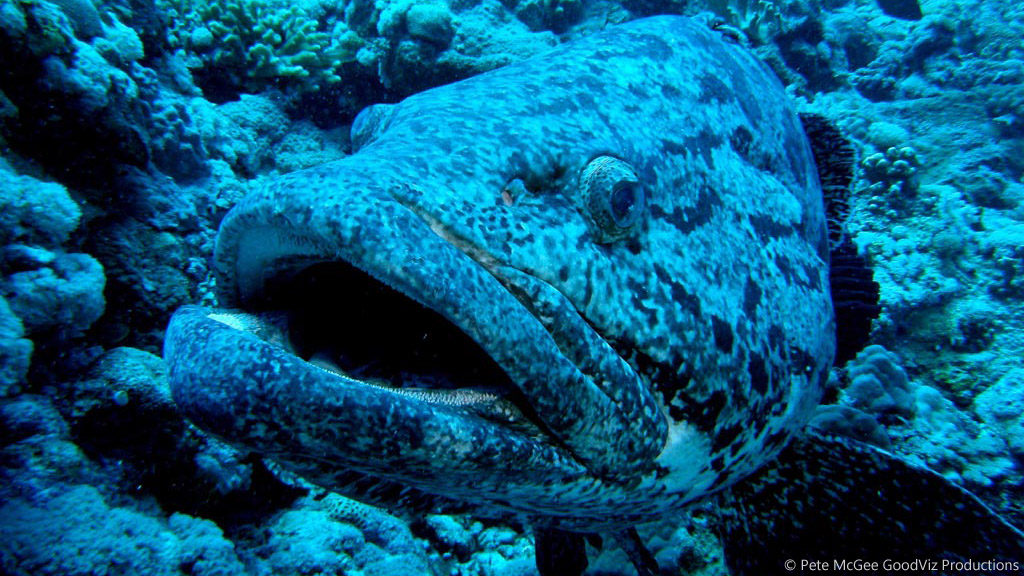 Potato Cod at Cod Hole diving the Great Barrier Reef Coral Sea by Pete McGee, GoodViz Productions