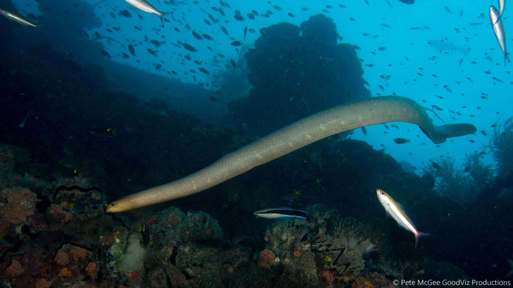 Olive Seasnake at SS Yongala diving the Great Barrier Reef Coral Sea by Pete McGee, GoodViz Productions