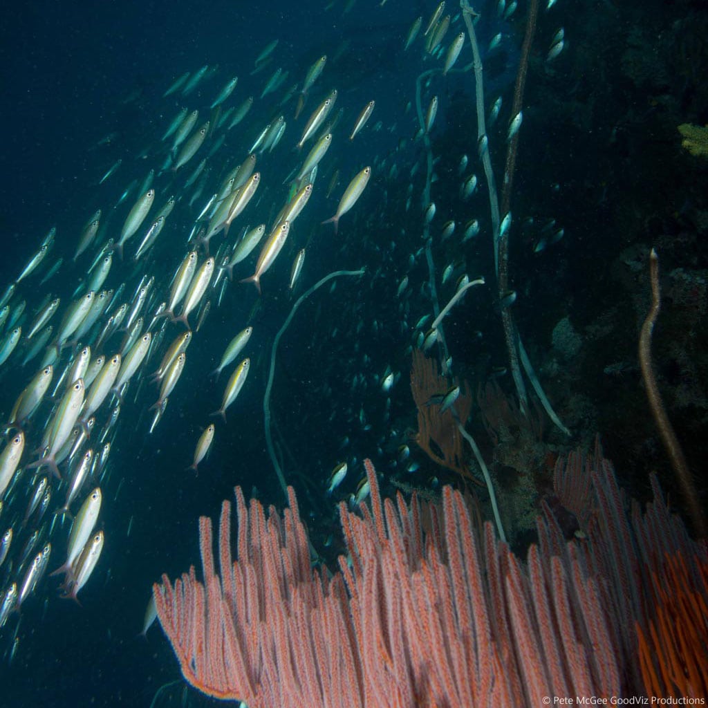 Fusiliers at SS Yongala diving the Great Barrier Reef Coral Sea by Pete McGee, GoodViz Productions