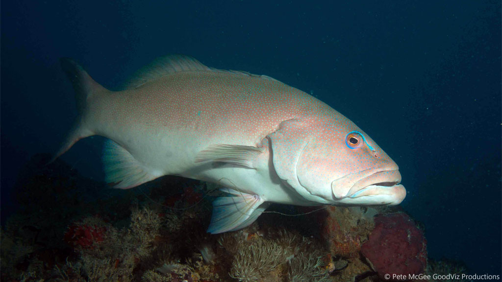 Coral trout at SS Yongala diving the Great Barrier Reef Coral Sea by Pete McGee, GoodViz Productions