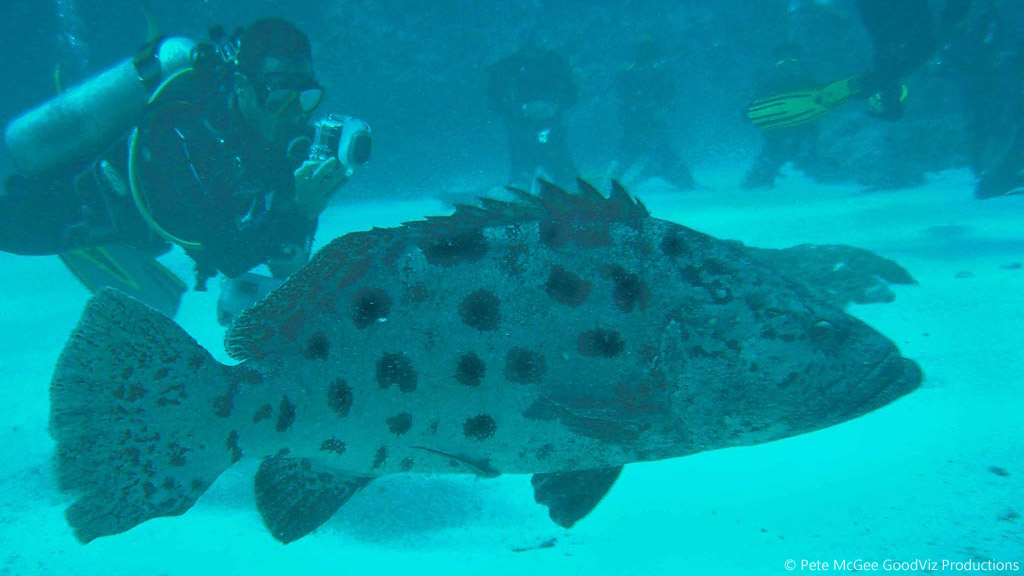 Potato Cod at Cod Hole diving the Great Barrier Reef Coral Sea by Pete McGee, GoodViz Productions 