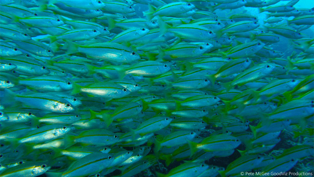 snapper at Steve's Bommie diving the Great Barrier Reef Coral Sea by Pete McGee, GoodViz Productions