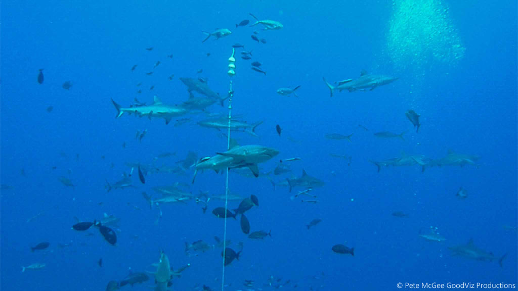 Feeding platform at Osprey Reef diving the Great Barrier Reef Coral Sea by Pete McGee, GoodViz Productions