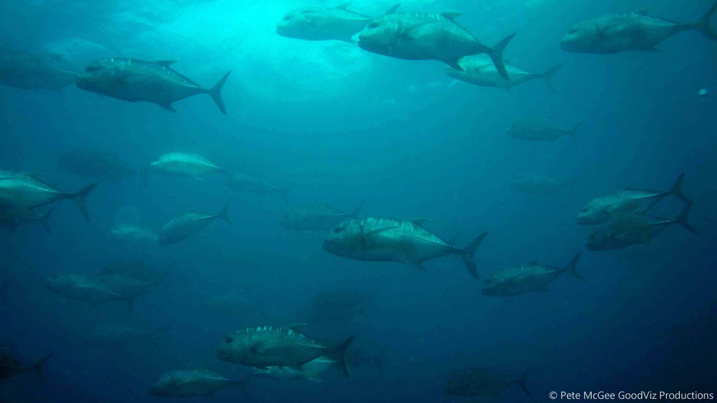 Giant Trevally at SS Yongala diving the Great Barrier Reef Coral Sea by Pete McGee, GoodViz Productions