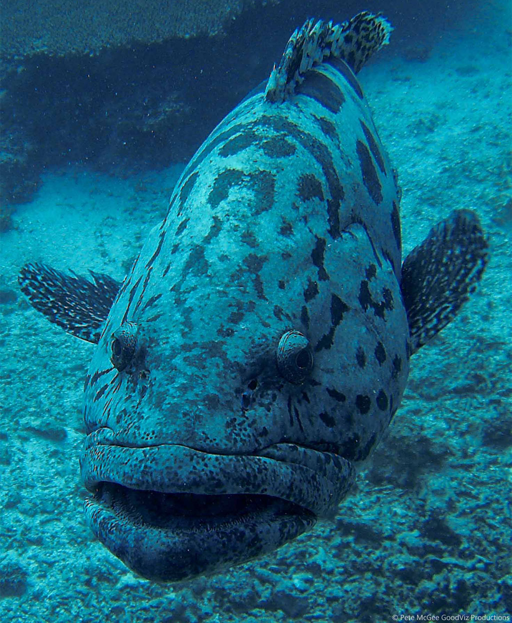 Potato Cod at Cod Hole diving the Great Barrier Reef Coral Sea by Pete McGee, GoodViz Productions