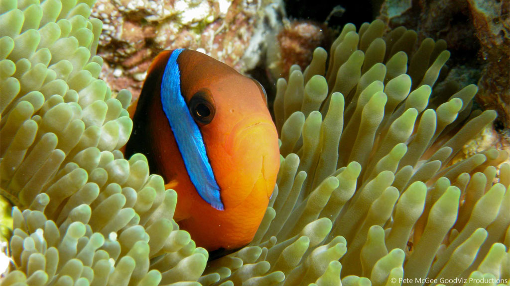 anenomefish at Steve's Bommie diving the Great Barrier Reef Coral Sea by Pete McGee, GoodViz Productions