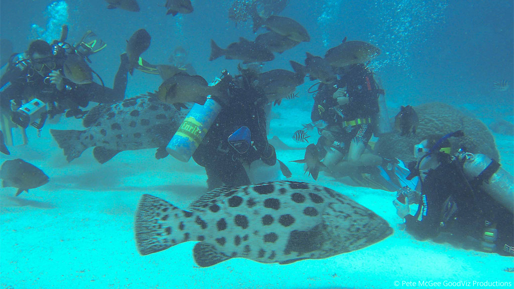 Divers and potato cod at Cod Hole diving the Great Barrier Reef Coral Sea by Pete McGee, GoodViz Productions