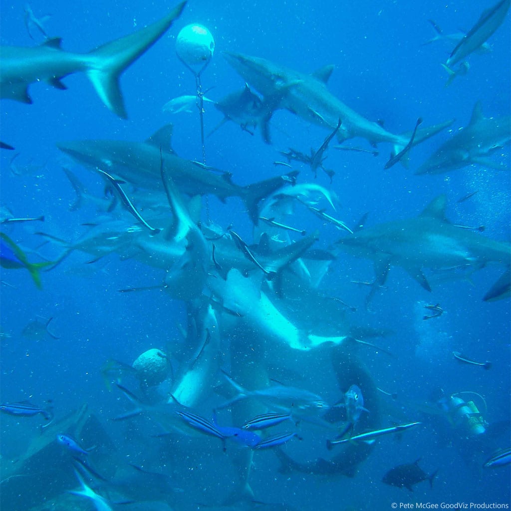 Feeding frenzy at Osprey Reef diving the Great Barrier Reef Coral Sea by Pete McGee, GoodViz Productions