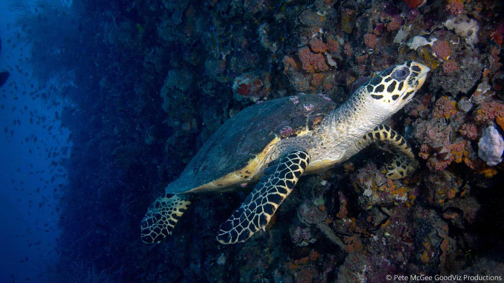 Hawksbill turtle at SS Yongala diving the Great Barrier Reef Coral Sea by Pete McGee, GoodViz Productions
