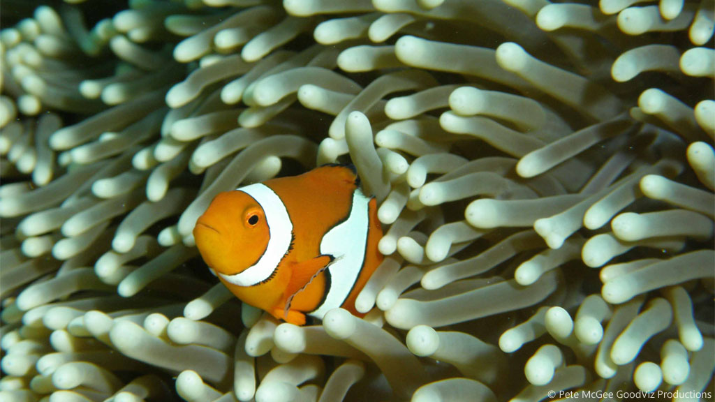 clown anemonefish at Steve's Bommie diving the Great Barrier Reef Coral Sea by Pete McGee, GoodViz Productions