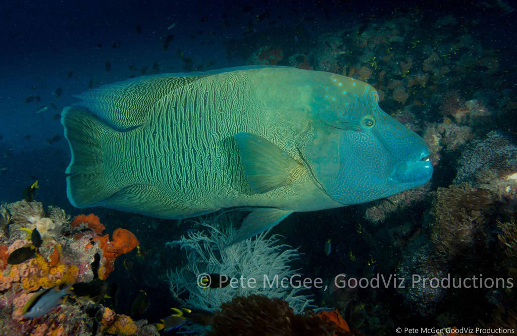 Bumphead maori wrasse at SS Yongala diving the Great Barrier Reef Coral Sea by Pete McGee, GoodViz Productions