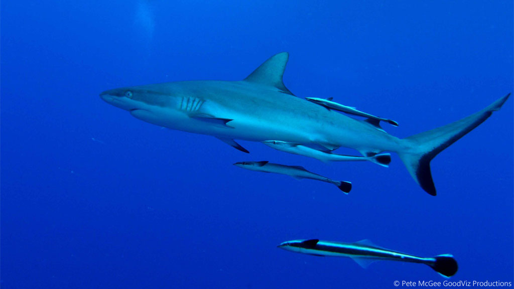 Grey reef shark at Osprey Reef diving the Great Barrier Reef Coral Sea by Pete McGee, GoodViz Productions