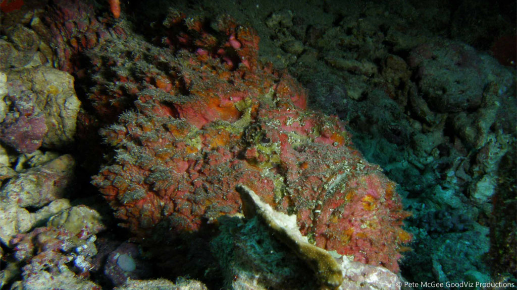 Reef stonefish at Steve's Bommie diving the Great Barrier Reef Coral Sea by Pete McGee, GoodViz Productions