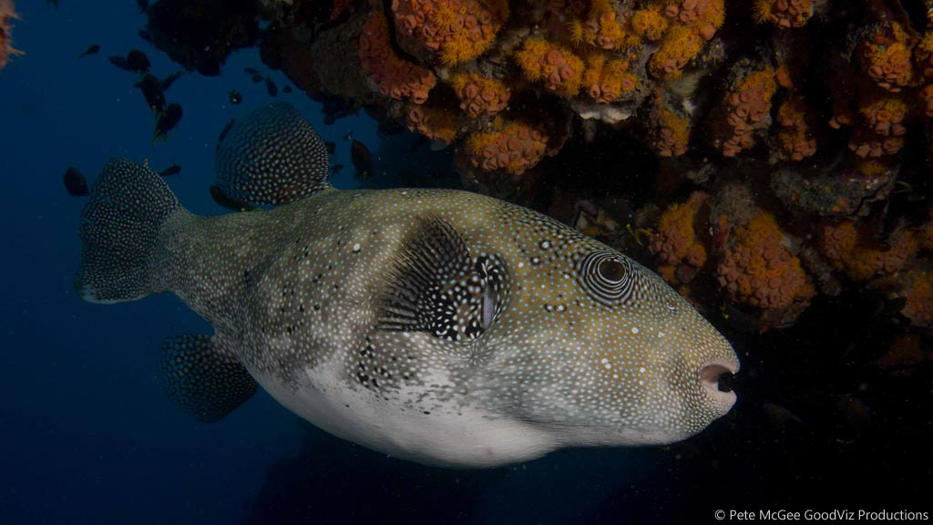 Starry Toadfish at SS Yongala diving the Great Barrier Reef Coral Sea by Pete McGee, GoodViz Productions