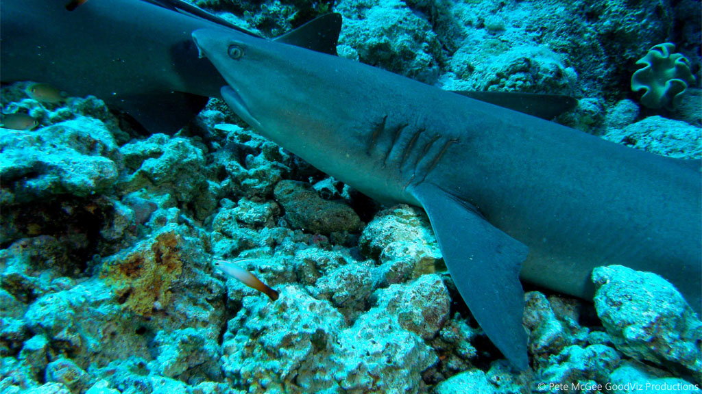 White tip reef shark at Osprey Reef diving the Great Barrier Reef Coral Sea by Pete McGee, GoodViz Productions