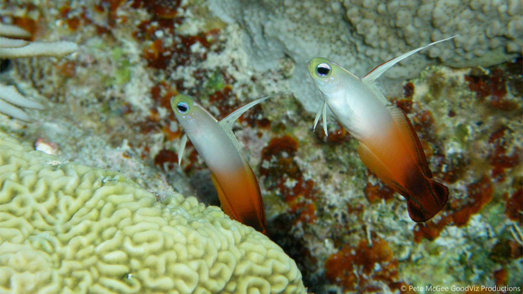 fire dartfish at Steve's Bommie diving the Great Barrier Reef Coral Sea by Pete McGee, GoodViz Productions