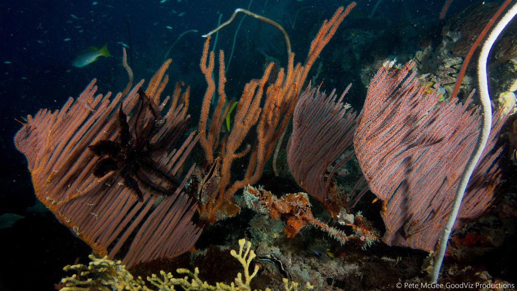 Crinoid at SS Yongala diving the Great Barrier Reef Coral Sea by Pete McGee, GoodViz Productions