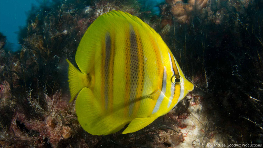 Rainfords Butterflyfish at SS Yongala diving the Great Barrier Reef Coral Sea by Pete McGee, GoodViz Productions