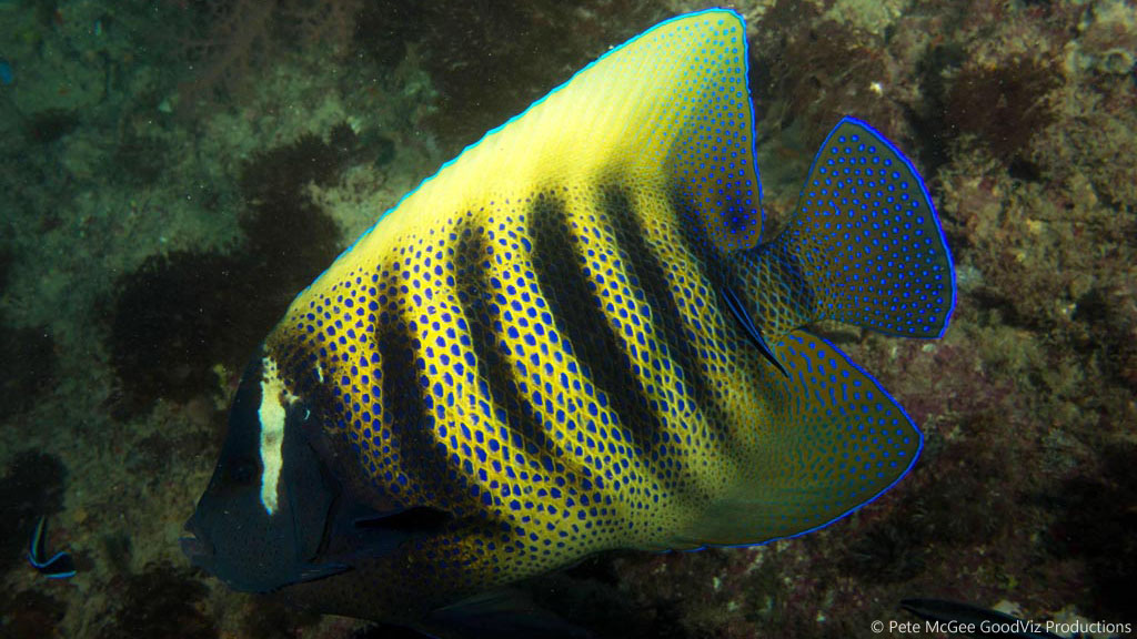Six banded Angelfish at SS Yongala diving the Great Barrier Reef Coral Sea by Pete McGee, GoodViz Productions