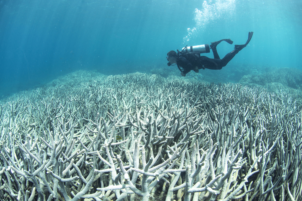 Coral-Bleaching-at-Heron Island Catlin Seaview Survey