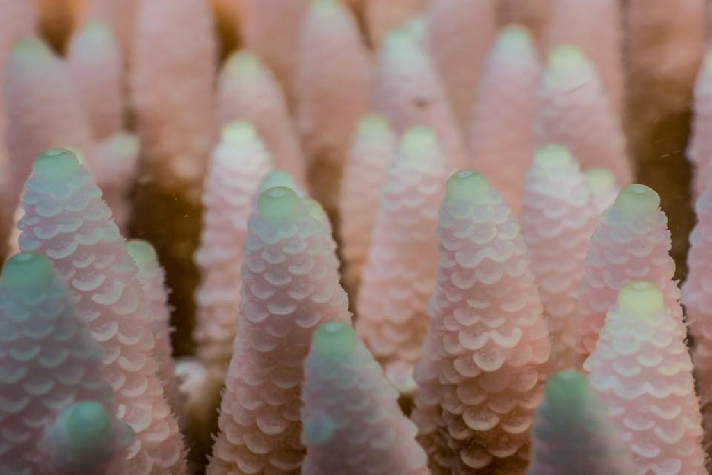 Pinking coral on the Great Barrier Reef by Wendy Morris