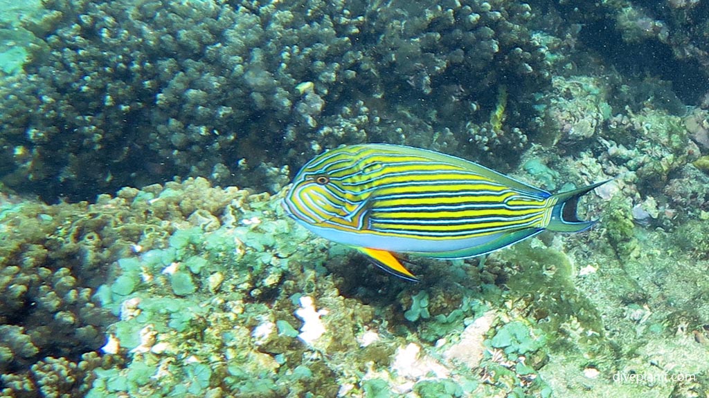 The colourful lined surgeon diving the marine sanctuary at Fagamaa Bay American Samoa by Diveplanit