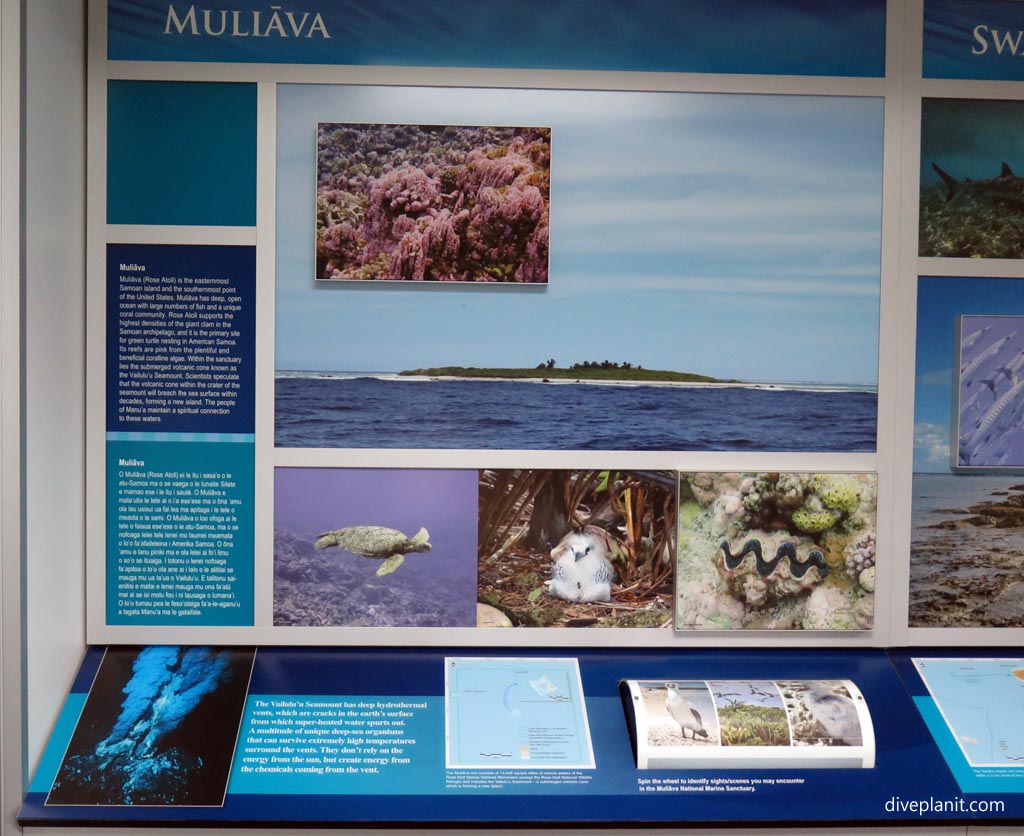 Muliava-Rose Atoll at standing exhibits in the Ocean Center American Samoa by Diveplanit