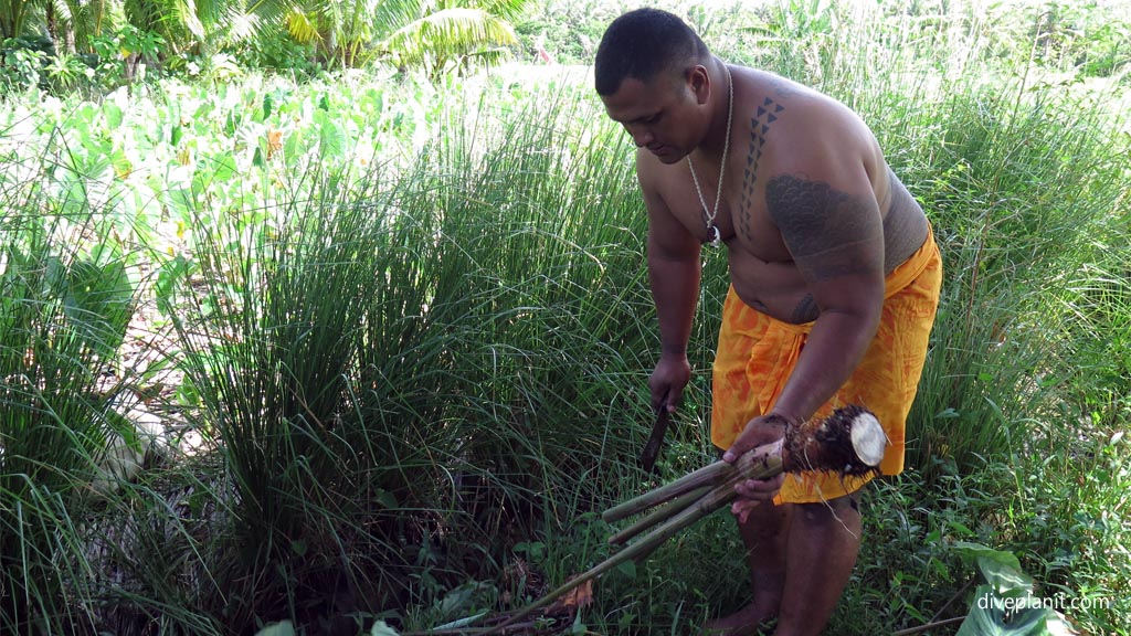 Peter demonstrates taro harvesting at the Taro plantation in Aunuu American Samoa by Diveplanit