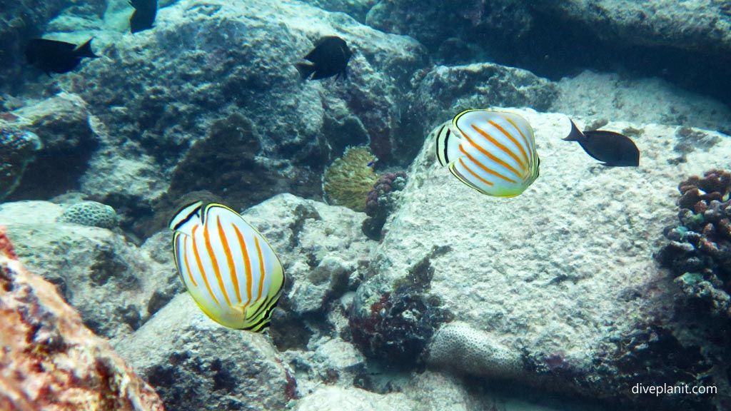 Ornate butterflyfish at the local snorkelling reef in Aunuu American Samoa by Diveplanit